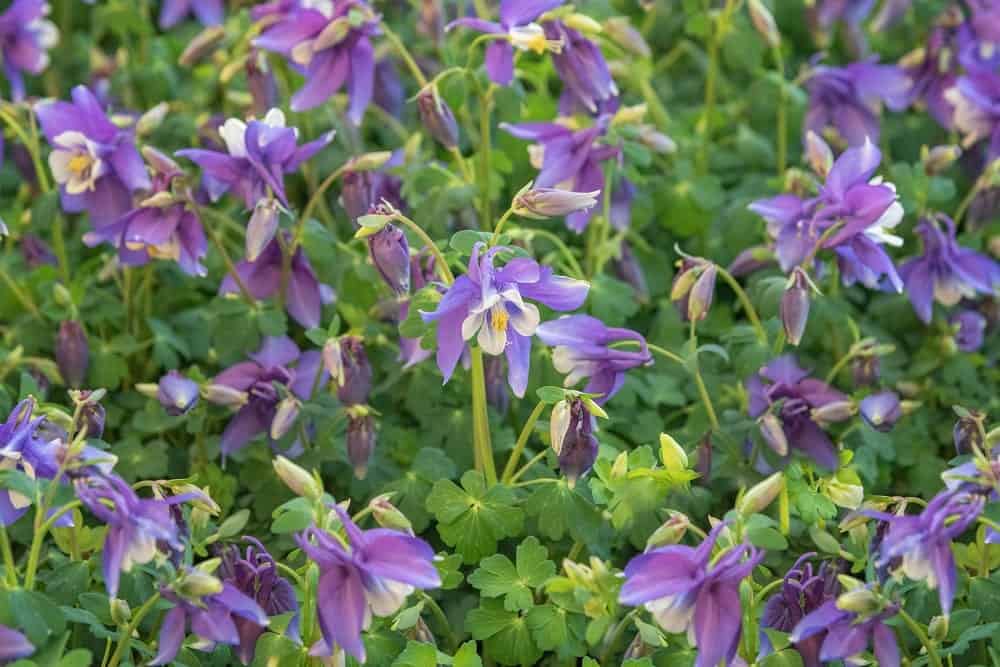 columbine flower