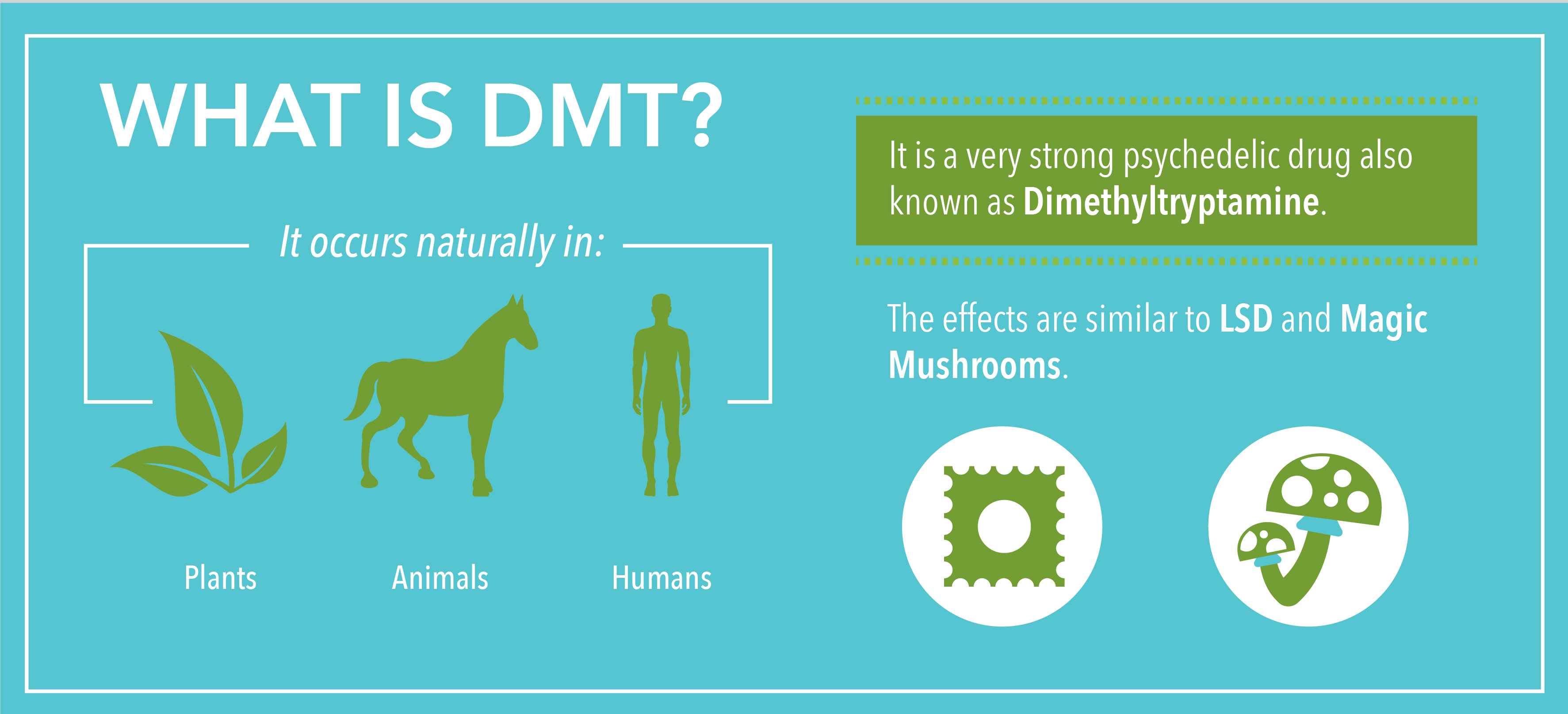 What is DMT?