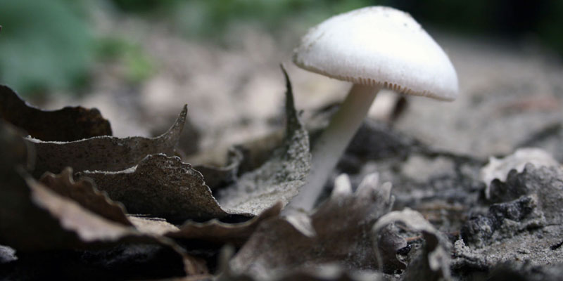 Mushrooms Addiction Information