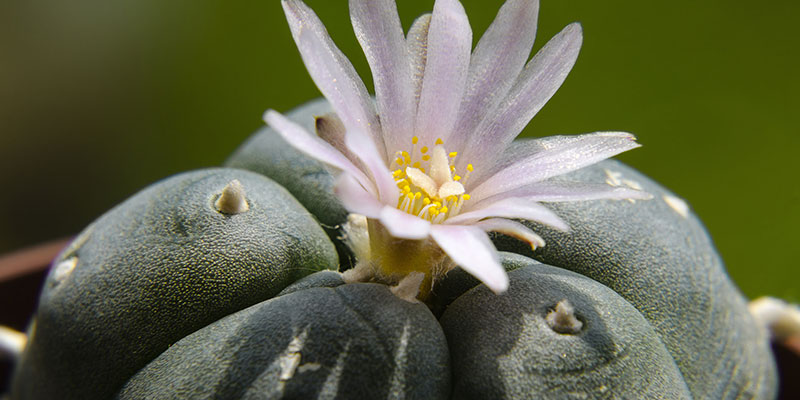 Peyote Addiction Information