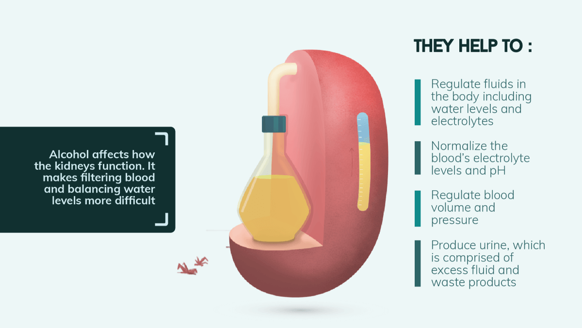 Alcohol Affects the Kidneys