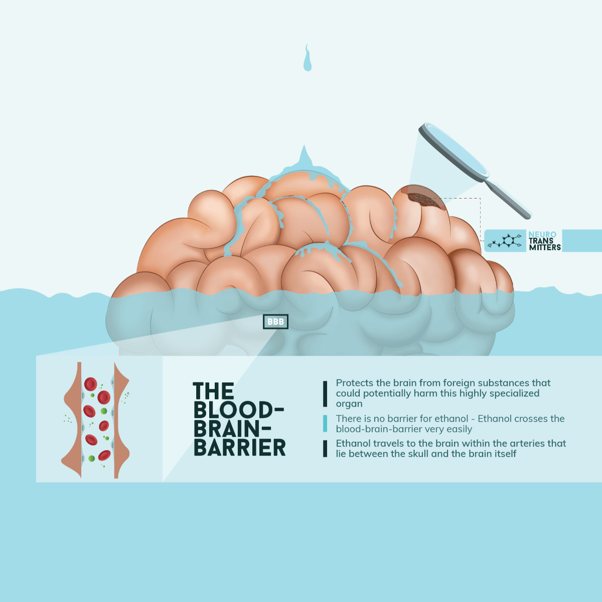 Alcohol and the Blood Brain Barrier