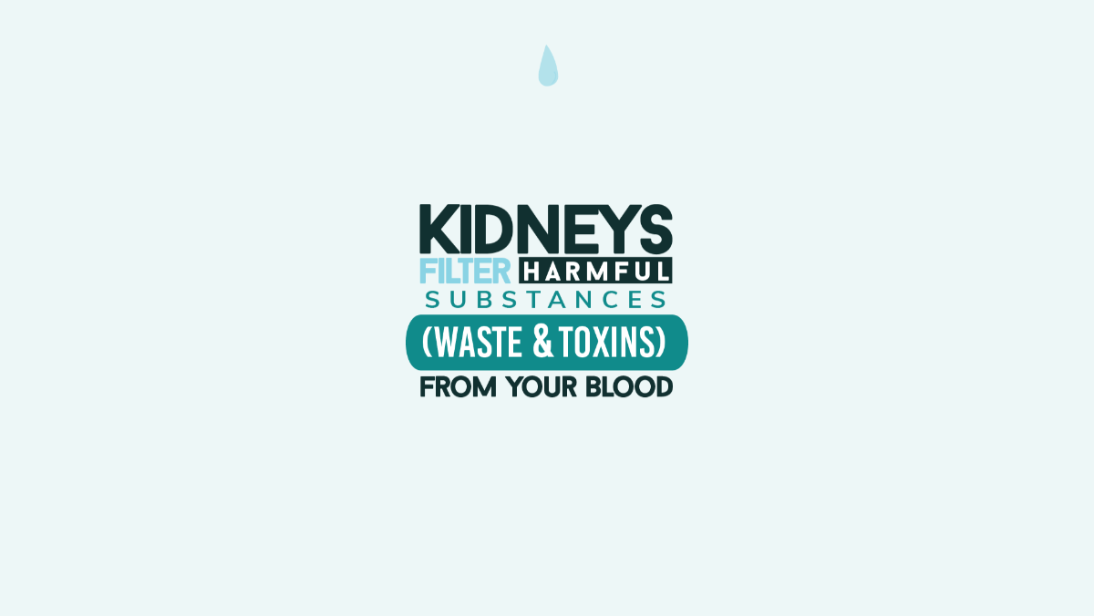 Kidney Function and Alcohol
