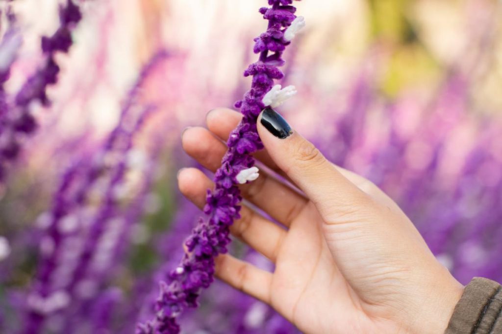 a person holds a salvia plant pondering what is salvia
