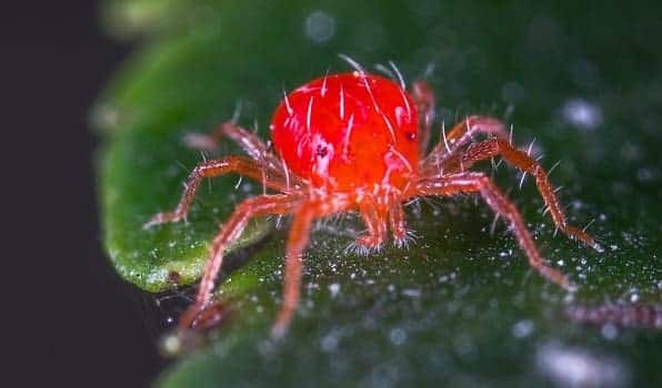 Meth Bugs: The Nightmare Reality of Imaginary Meth Mites