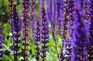 What is Salvia and Can it be Abused?